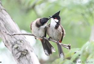 爱情鸟,探寻爱情与自由的和谐共鸣